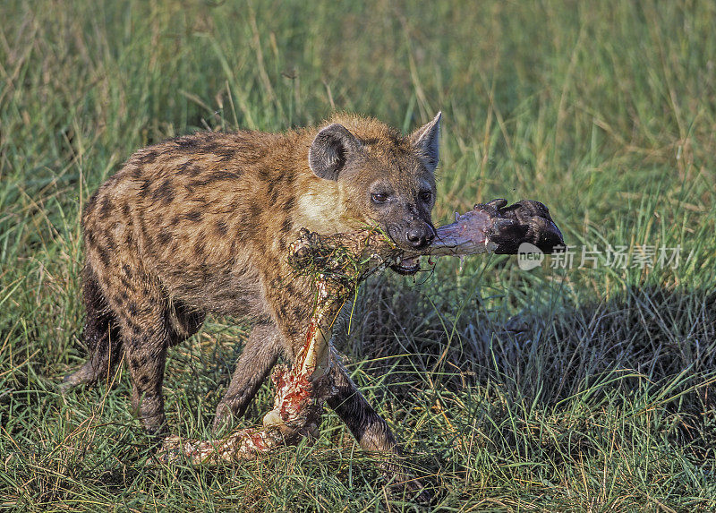 斑点鬣狗(Crocuta Crocuta)，也被称为笑鬣狗或虎狼，是撒哈拉以南非洲的一种鬣狗。肯尼亚马赛马拉国家保护区。和它正在吃的动物尸体。